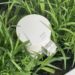OSRAM Smart+ Outdoor Plug