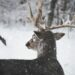Coolife Wildkameras