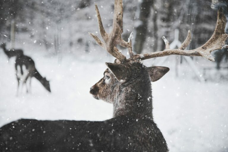 Coolife Wildkameras
